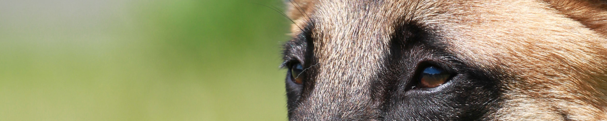 Malinois eyes