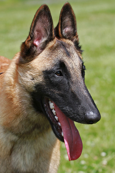 Our Belgian Shepherds - Malinois & Tervueren - Kennel Kiosan's