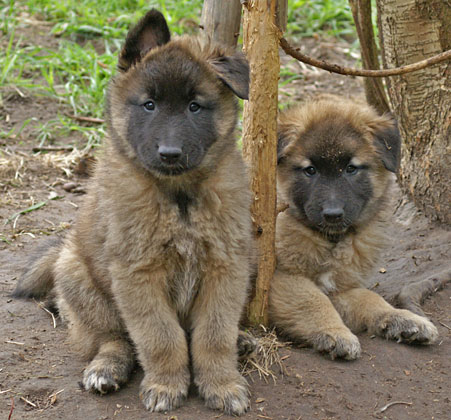 Tervueren puppies