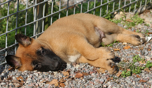 Malinois male puppy