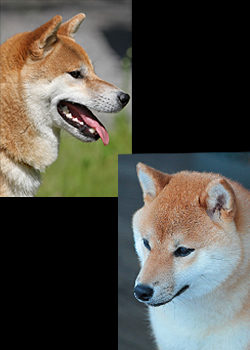 Picture of parents of the Shiba a-litter