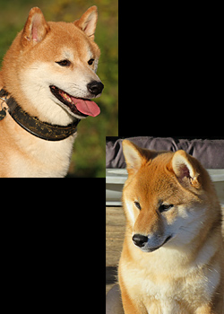 Picture of parents of the Shiba B-litter